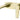 Zevio Wall Basin Mixer Brushed Gold